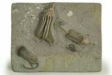 Fossil Crinoid Plate (Two Species) with Starfish - Indiana #310214-1